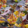 Berberis x ottawensis f. purpurea